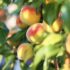 Embracing Nature: The Rise of Eco-Friendly Wellness Practices for a Healthier You