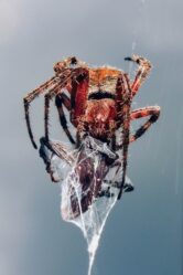 StableHost – Reliable web hosting services.