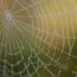 Embracing Wholeness: The Path to Holistic Happiness
