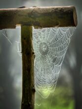 Tumblr – Microblogging platform with hosting.