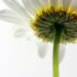 Unlocking Potential: The Science and Myths Behind Nootropics for Enhanced Cognitive Performance